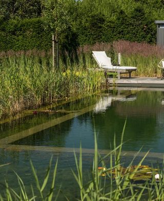 naturpool-mit-pflanzen-liegestuhl-wasserpflanzen