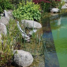 naturpool-naturpool-pflanzenzone