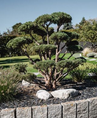 natur-gartengestaltung-baum-strauch-steinmauer